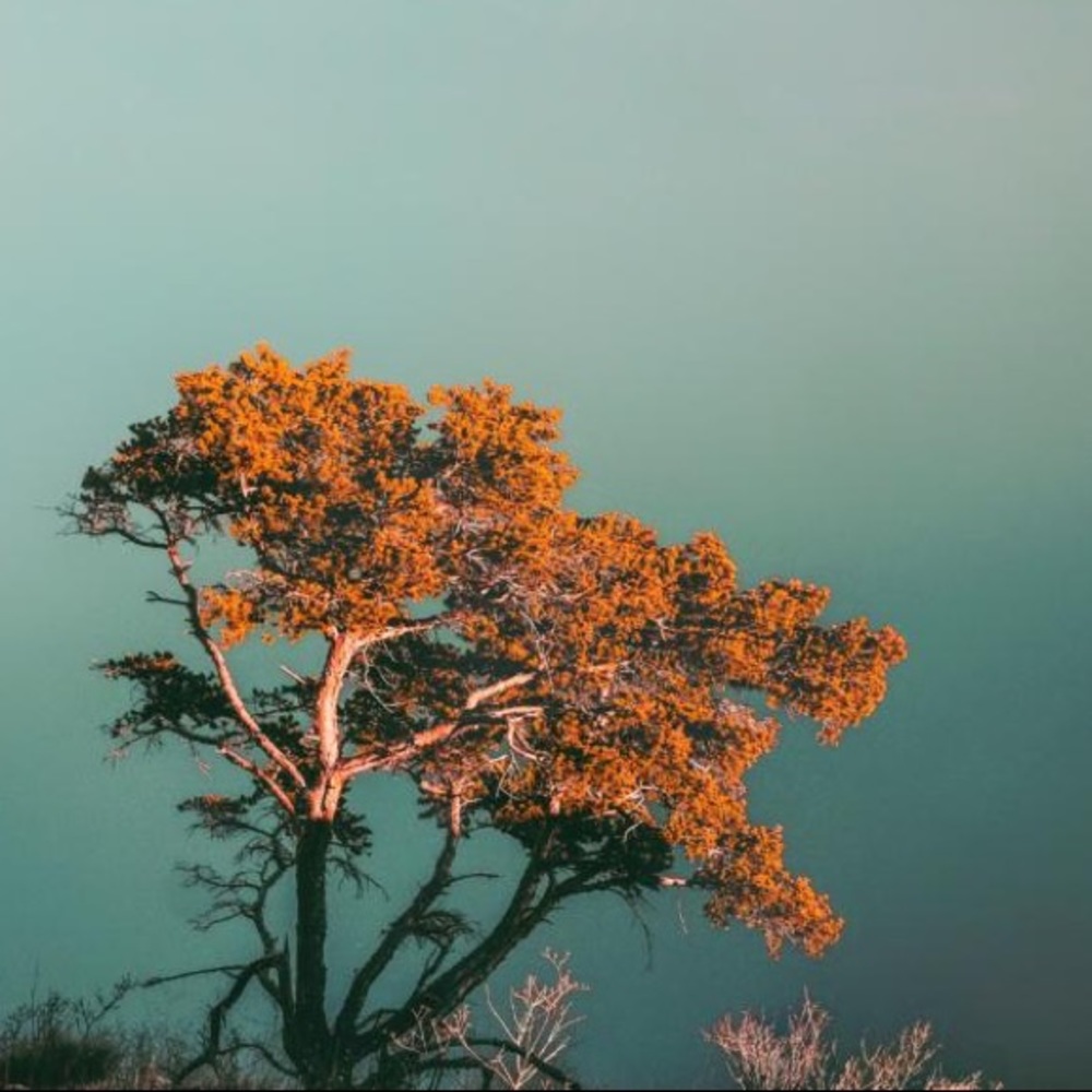 Meet your Posher, Vienna